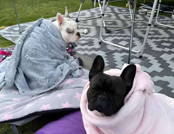 Un camping accessible pour vos compagnons à quatre pattes.