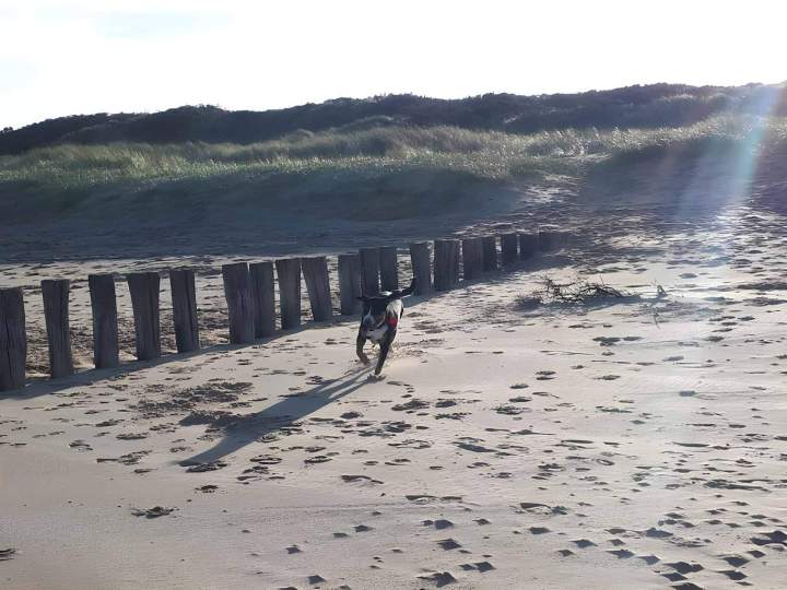 Camping et promenade canine Blériot-Plage
